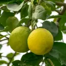 El truco casero con bicarbonato de sodio para revivir el limonero de tu jardn