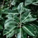 El truco casero de la borra de caf� para que tus plantas crezcan fuertes