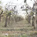 Granizo: Mendoza adelanta ayuda a los productores m�s afectados