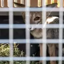 Rescataron y rehabilitaron un zorro gris hembra y lo devolvieron a su hbitat natural