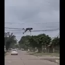 Video: un hombre se colg de los cables elctricos para robarlos