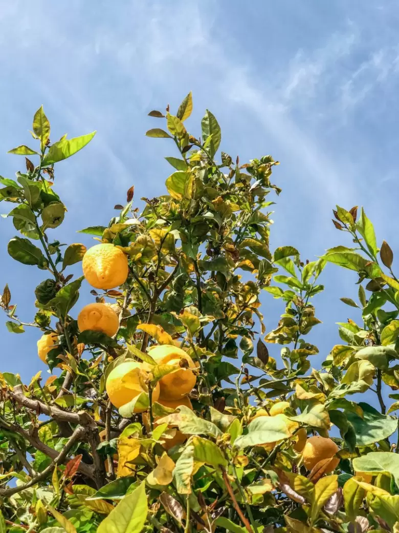 limonero