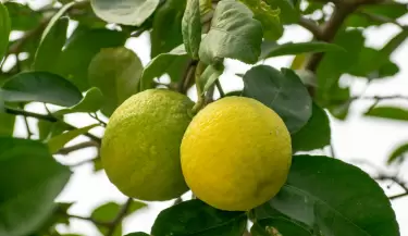 limon