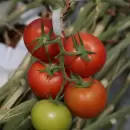 Conoce cmo evitar las plagas en las plantas de tomate de tu jardn