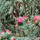 El truco casero para que tus cactus exploten de flores