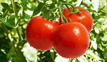 jitomate1