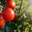 Conoc el fertilizante para que explote de frutos la planta de tomates de tu jardn