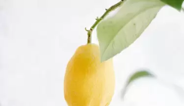 limon_jpg