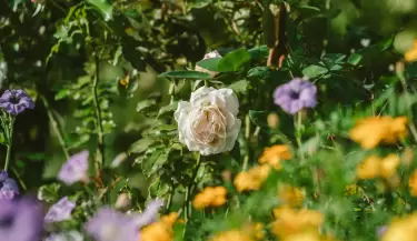 jardin_jpg (2)