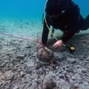 Sorpresivo descubrimiento en las profundidades del Mar Mediterrneo