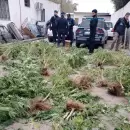 Secuestraron casi 75 kilos de marihuana en plantas de una vivienda en Las Heras