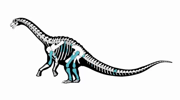 Titanosaurio Argentina