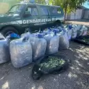 Hallaron 350 kilos de hojas de coca "ocultos" en la bodega de un camin de transporte