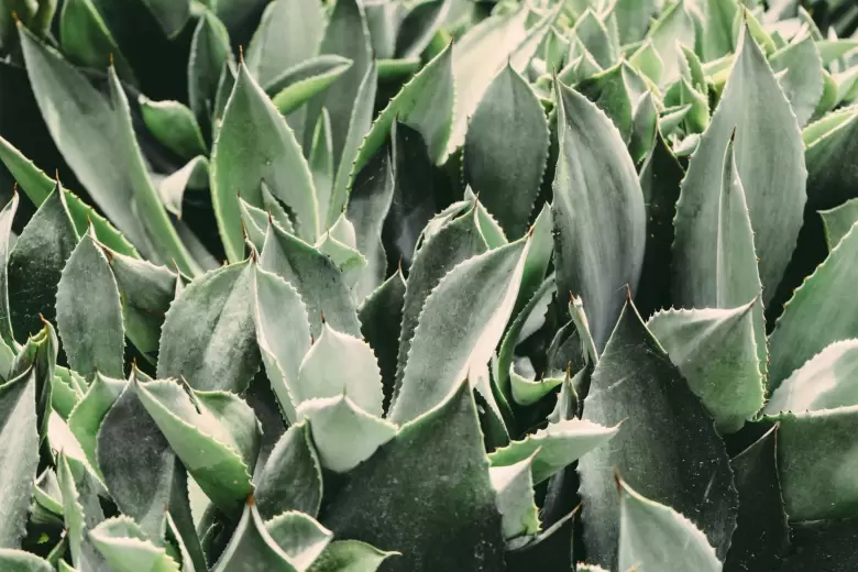 pexels-scottwebb-175247