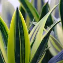 Los secretos para cuidar la lengua de suegra, una planta que atrae energ�as positivas