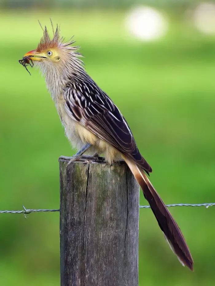 pirincho