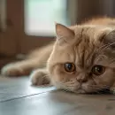 Qu� le pasa a nuestro gato si pasa demasiado tiempo solo