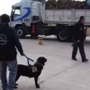 Cmo trabajan a diario los perros de la Polica de Mendoza y cuntos hay en la provincia