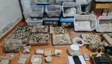 hongos