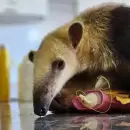 El oso melero rescatado en Jun�n hizo una cuarentena en el Ecoparque y lo llevaron a Santa Fe