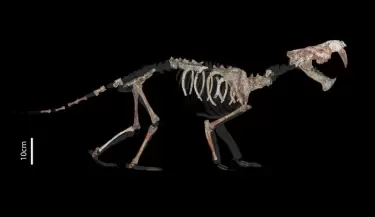 paleontologia