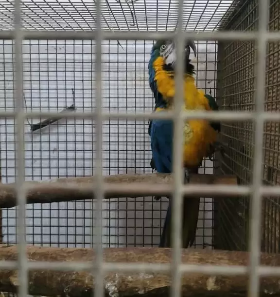 loros