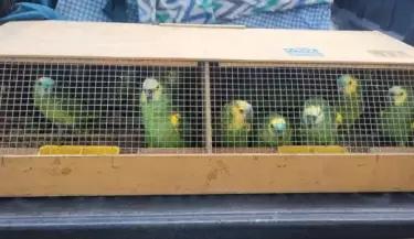 loros