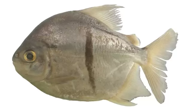 pirana