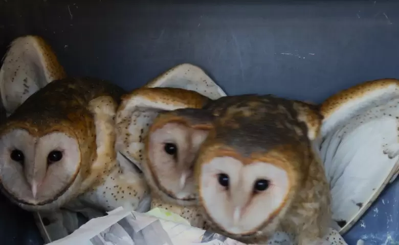 lechuzas rescatadas