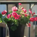 La forma perfecta de plantar un geranio en maceta y obtener flores grandes y coloridas