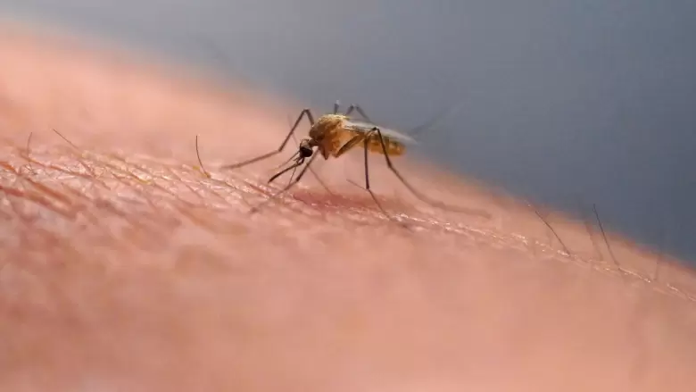 mosquito