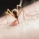 Conocé el truco casero utilizando papel de váter para ahuyentar a los mosquitos de tu casa