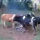 (Video) Impactantes im�genes de un grupo de vacas junto a una fogata en Villa Mercedes
