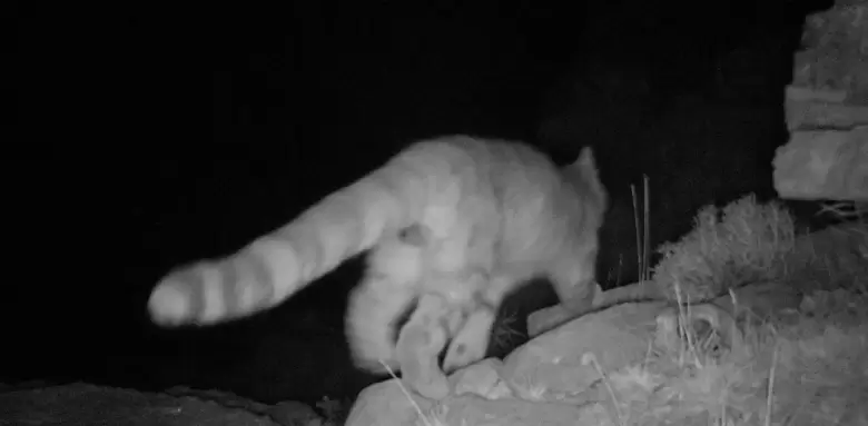 gatos andinos