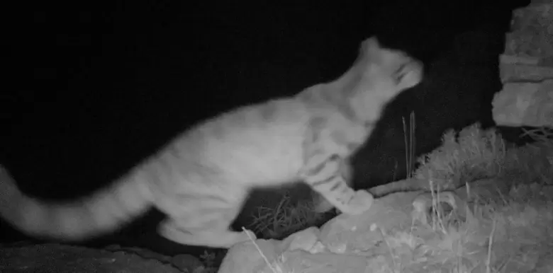 gatos andinos
