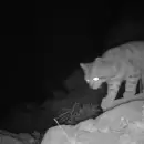Gatos andinos reaparecen en Mendoza: Un paso positivo para la especie m�s amenazada de Am�rica
