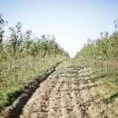 El truco casero con infusi�n de cebolla para fertilizar los �rboles frutales