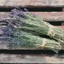 Descubre qué hierbas puedes colocar en tu cocina y evitar que aparezcan mosquitos