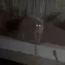 Impactantes im�genes: Susto en un barrio privado por la aparici�n de un puma