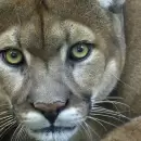 Las nevadas traen a pumas a las puertas de las casas en Mendoza: Convivencia y precauciones