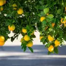 El ins�lito truco casero para hacer abono para las plantas de tu jard�n con residuos de cocina