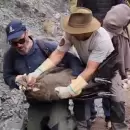 Impactante operativo para salvar a un c�ndor herido en Valle Grande