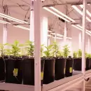 Mendoza impulsa una ley para el desarrollo del cannabis medicinal: Los detalles