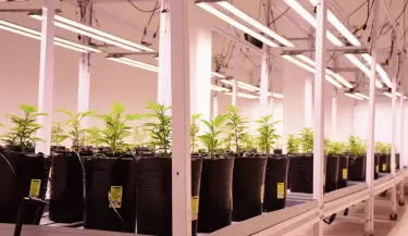 cannabis