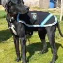 H�roe de cuatro patas en San Rafael: Duque, el perro polic�a que resolvi� un robo en minutos