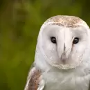 El ave que parece flotar en el aire y equilibra el medio ambiente