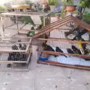 Rescataron del tr�fico ilegal a m�s de 60 aves silvestres: Estaban hacinadas y desnutridas