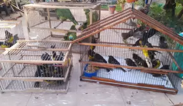 aves