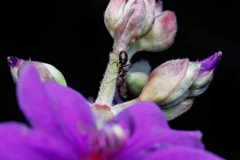 free-photo-of-naturaleza-petalos-planta-flor