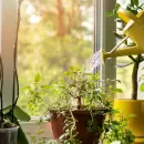 El truco casero para ver eliminar con vinagre el pulgón verde de tu jardín